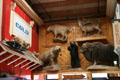 Click to view full size Loading...